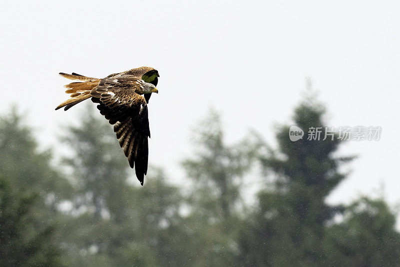 红色风筝(Milvus Milvus)在飞行